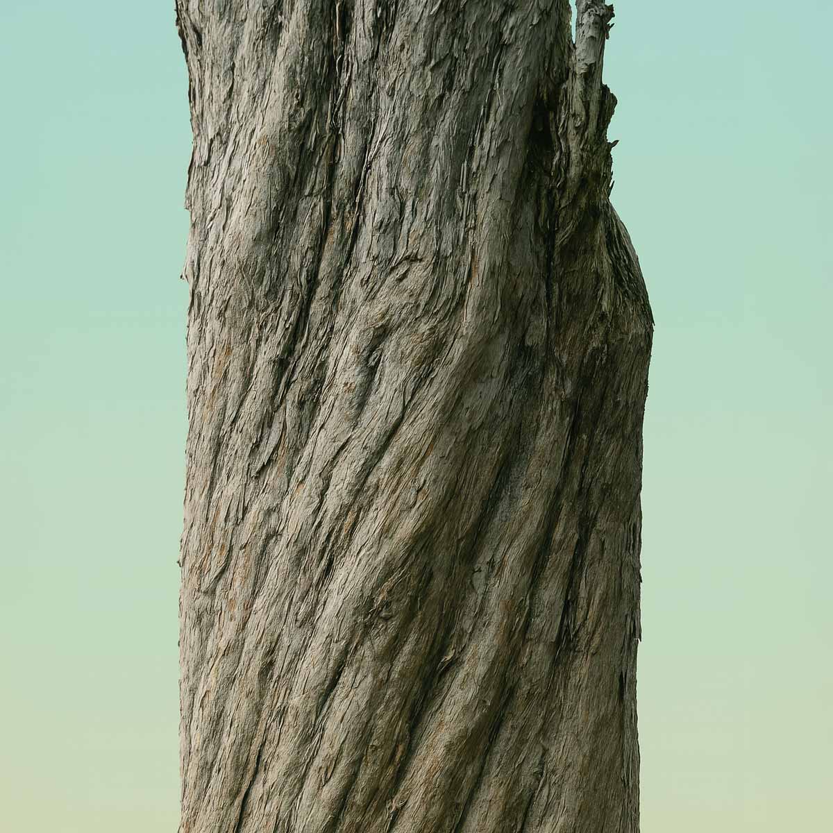 The Meeting Tree